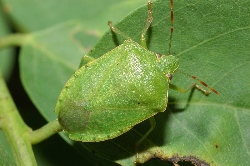 Nezara viridula f. torquata